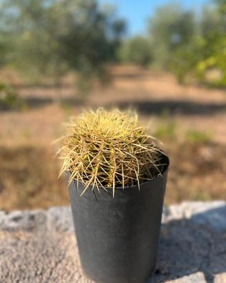 Cactus Grusonii "Cuscino della Suocera" in vaso