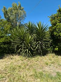 Alberi  gratis