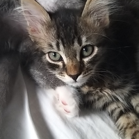 Main coon
