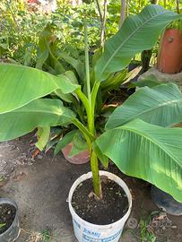 Piante di Banane in vaso