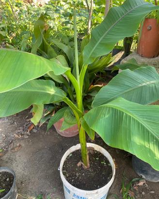 Piante di Banane in vaso