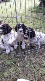 Cuccioli lagotto/romagnolo