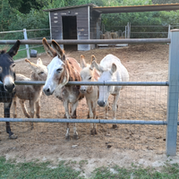 Recinto per asini e cavalli