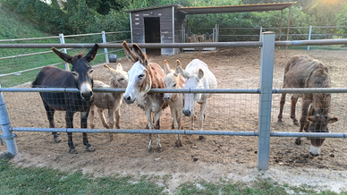 Recinto per asini e cavalli