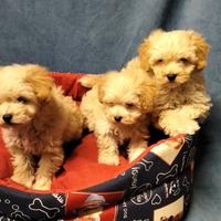 Maltipoo cuccioli