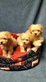 Maltipoo cuccioli