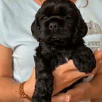 Maschietti Cocker Spaniel neri