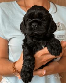 Maschietti Cocker Spaniel neri