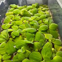 Pistia Stratiotes