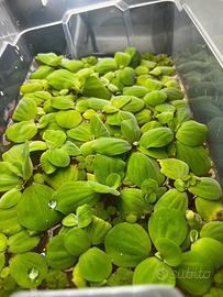 Pistia Stratiotes