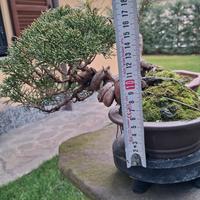 bonsai