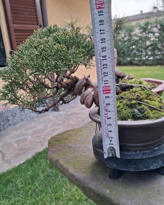 bonsai