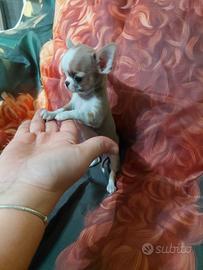 Chihuahua femminuccia