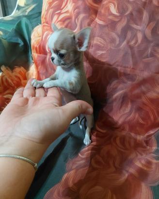 Chihuahua femminuccia