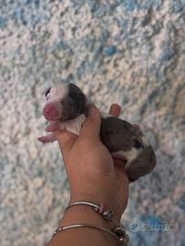 Bassotto arlecchino nano