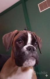 Cucciolo Boxer