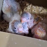 6 Pulli da imbecco di pappagalli cocorite