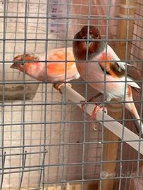 Canarini