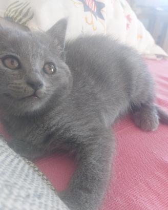 Cucciolo certosino 3 mesi