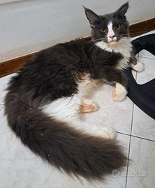 Cucciola Maine Coon