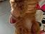 Immagine 5