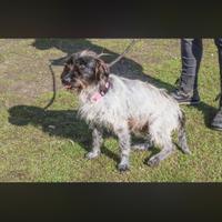 Griffoncina dolcissima