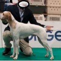 Pointer inglese estero disponibile per monta