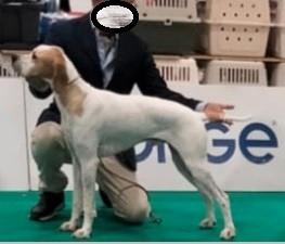 Pointer inglese estero disponibile per monta
