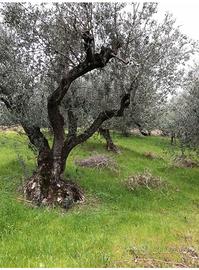 Terreno con oliveti