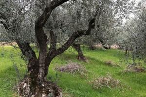 Terreno con oliveti