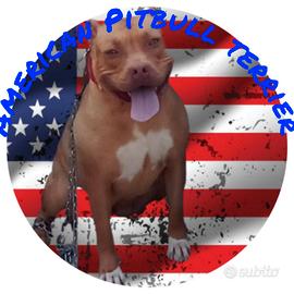 American Pitbull terrier