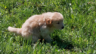Golden retriever