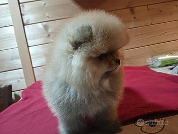 Spitz di Pomerania