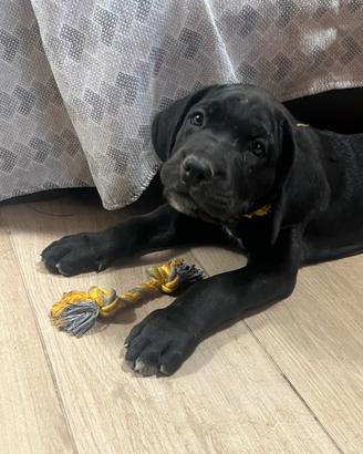 Cuccioli cane corso