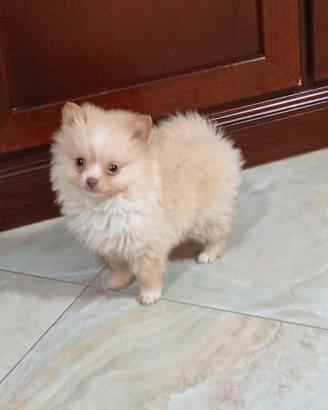 Spitz Pomerania