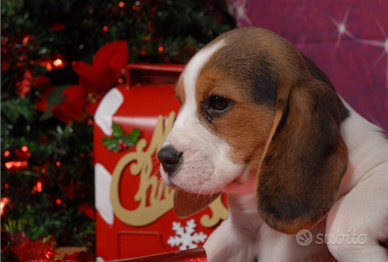 Cuccioli Beagle originali tricolore