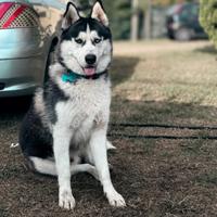 Splendidi cuccioli di Husky Siberiano disponibili