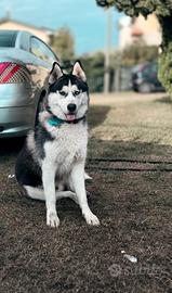 Splendidi cuccioli di Husky Siberiano disponibili