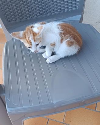 Gattina regalasi