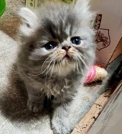cuccioli Persiani