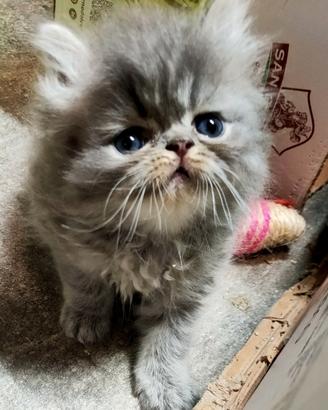 cuccioli Persiani