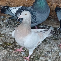 Piccioni