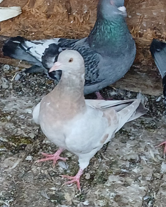 Piccioni