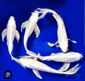 Carpe koi giapponesi