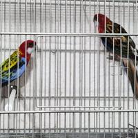 Coppia pappagalli di rossella