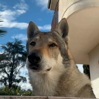 Cane Lupo Cecoslovacco per monta
