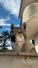 Cane Lupo Cecoslovacco per monta