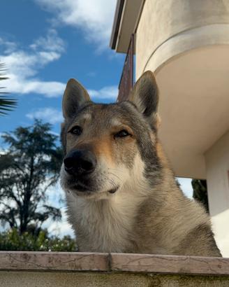 Cane Lupo Cecoslovacco per monta