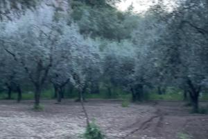 Terreno con uliveto