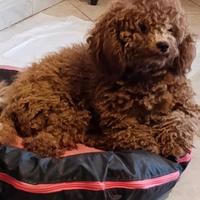 Barboncino con pedigree